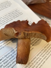 Lactarius rufulus