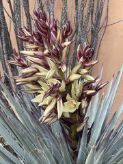 Yucca baccata