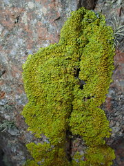 Xanthoria aureola