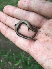 Ablepharus kitaibelii