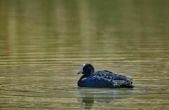 Fulica ardesiaca