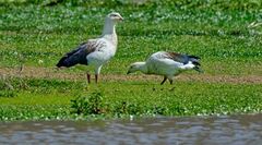 Oressochen melanopterus