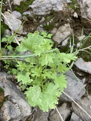 Perityle emoryi