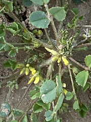Trigonella stellata