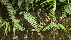 Adiantum caudatum