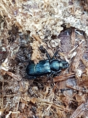 Platycerus caprea