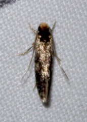 Tinea apicimaculella