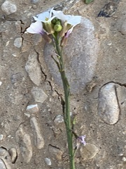 Erucaria hispanica