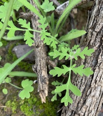Phacelia distans