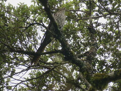 Urodynamis taitensis