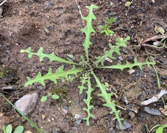 Caulanthus lasiophyllus