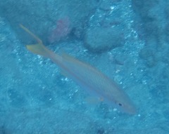 Ocyurus chrysurus