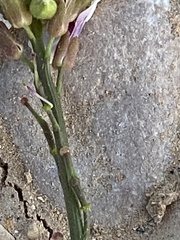Erucaria hispanica