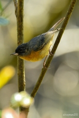 Diglossa baritula