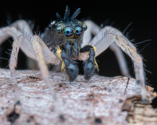 Dimorphic Jumping Spider, photo 3 of 10
