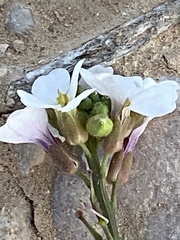Erucaria hispanica