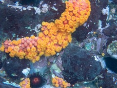 Tubastraea coccinea