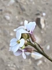 Erucaria hispanica