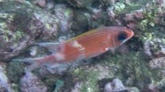 Holocentrus adscensionis