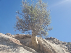 Torchwood (Bursera)