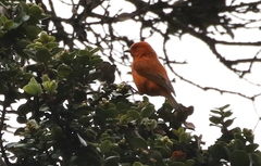 Loxops coccineus