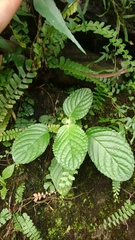 Paraboea swinhoei