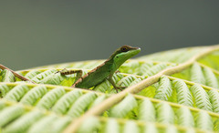 Anolis apollinaris