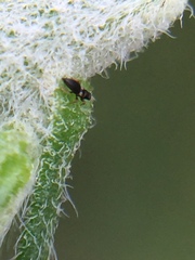 Sericothrips staphylinus