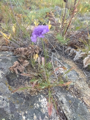 Scabiosa comosa