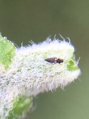 Sericothrips staphylinus