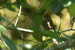 Empidonax