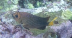 Microspathodon chrysurus