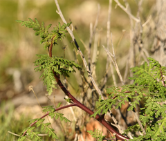 Phacelia distans