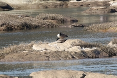 Branta canadensis