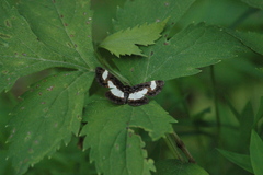 Heliomata cycladata