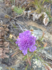 Scabiosa comosa