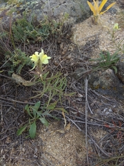 Linaria buriatica