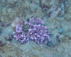 Stylaster roseus