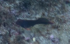 Ophioblennius macclurei