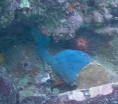 Halisarca caerulea