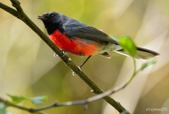 Myioborus miniatus