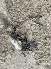 Pelecanoides urinatrix