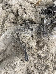 Pelecanoides urinatrix