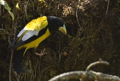 Coccothraustes abeillei