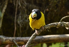 Coccothraustes abeillei