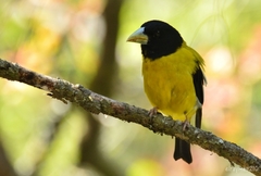 Coccothraustes abeillei