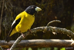 Coccothraustes abeillei