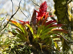 Tillandsia imperialis