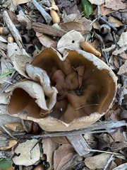 Phylloscypha phyllogena