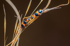 Dicranolaius concinicornis